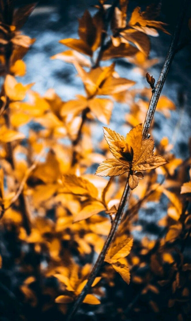 Yellow leave