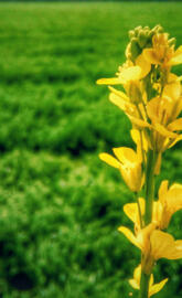 Yellow flower