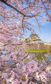 Kishiwada castle Osaka