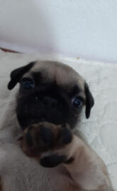 Mi pug Diego