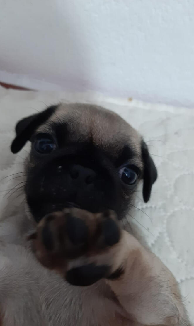 Mi pug Diego