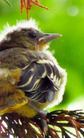 Baby Oriole 