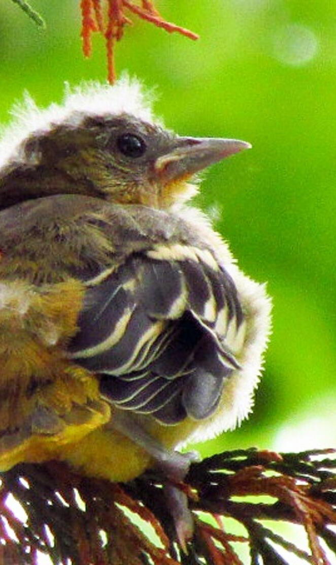 Baby Oriole 