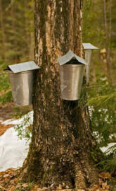 Sap-Collecting 