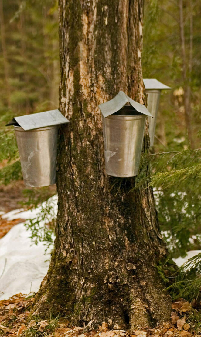 Sap-Collecting 