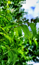 Neem leaves