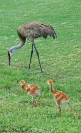 Sandhill Cranes
