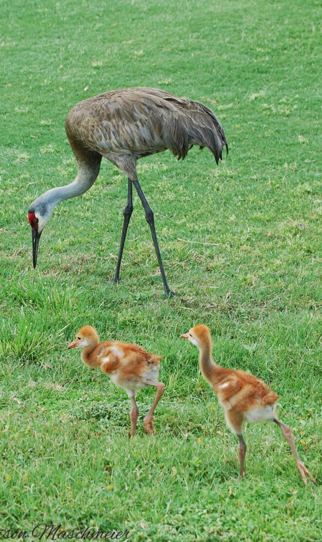 Sandhill Cranes