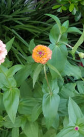 Zinnia Duet
