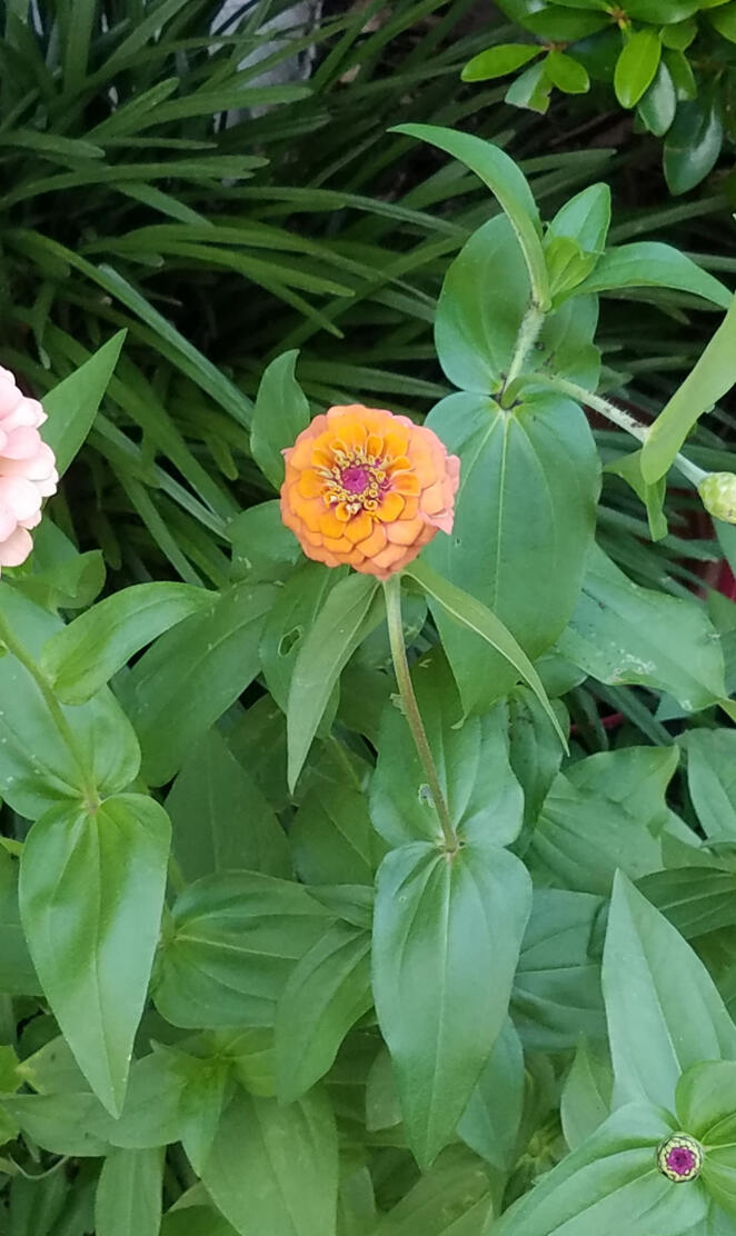 Zinnia Duet