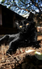 Black cat