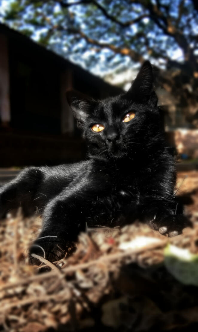 Black cat
