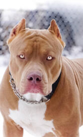 Pitbull