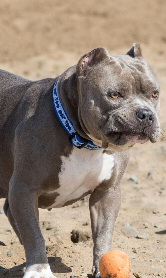 American Pitbull
