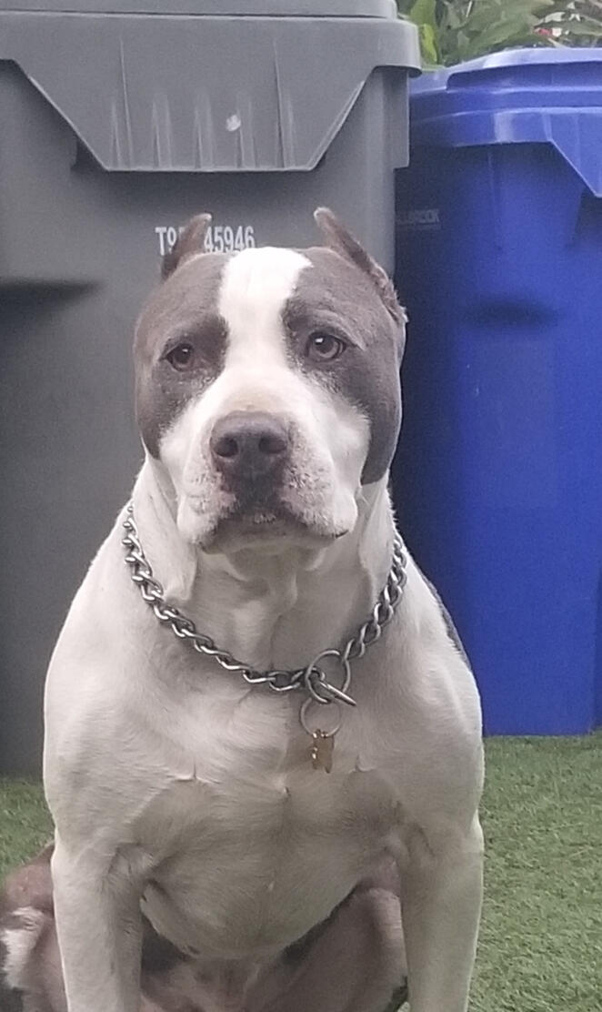 Badass pitbull