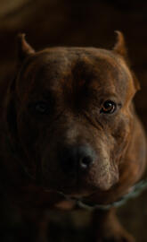 Cody American Bully