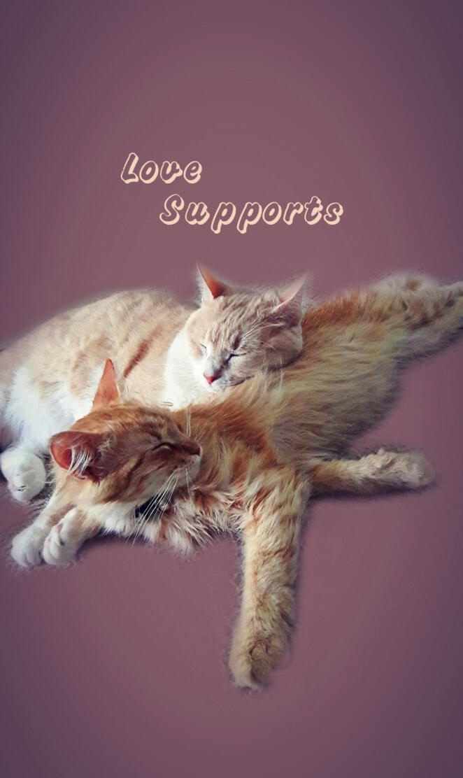 Cats Love Supports