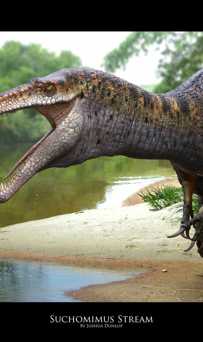 Suchomimus stream