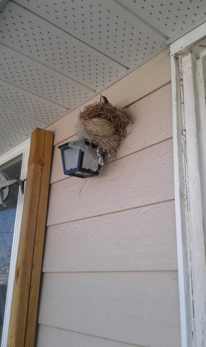 Bird home