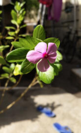Nature Picture