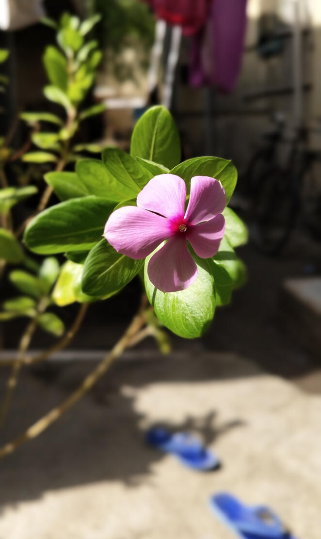 Nature Picture