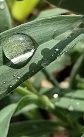 Water droplets