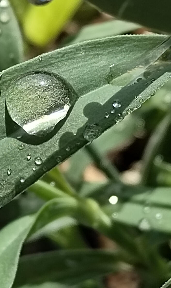 Water droplets