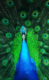Peacock