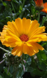 Yellow Daisy Flower