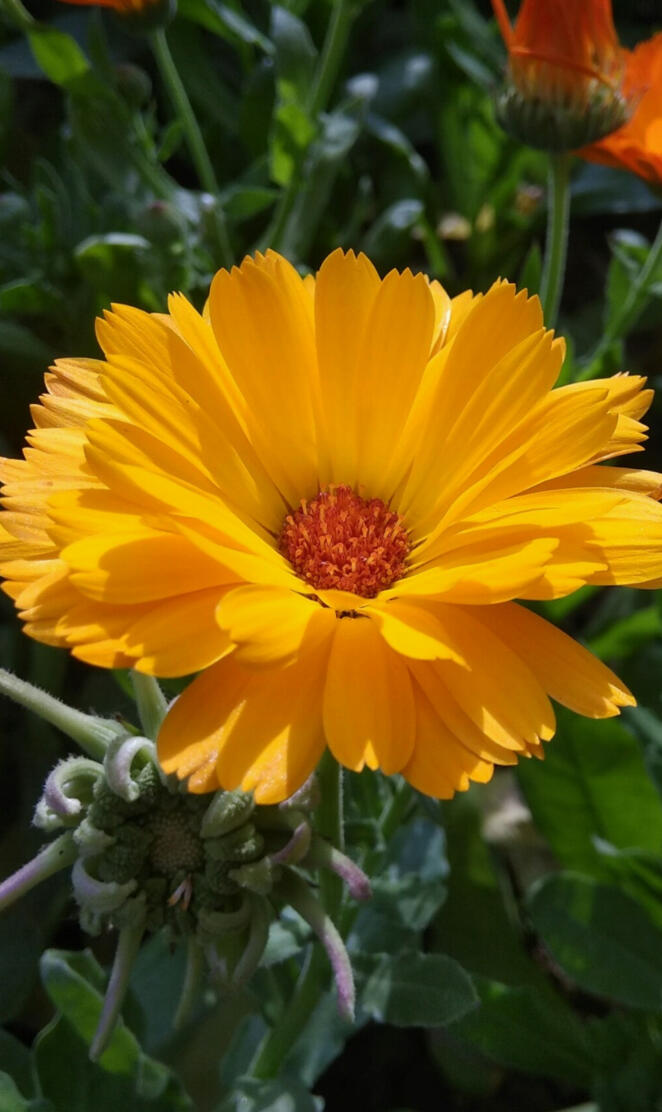 Yellow Daisy Flower