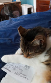 Angelica Marissa Cain