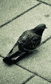 London Bird