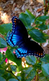 Blackblue butterfly