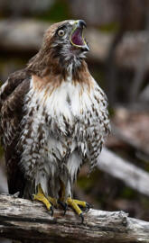 Surprised hawk