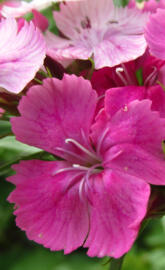 Pink Flower Surprise