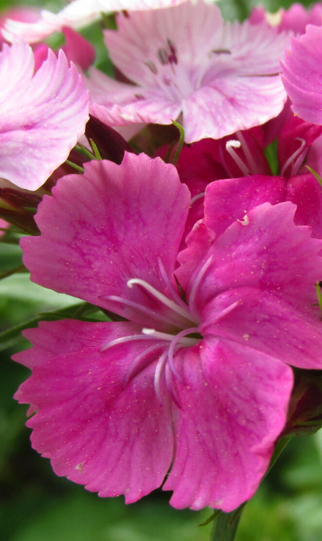 Pink Flower Surprise