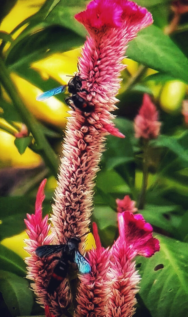 Wasps on bloom
