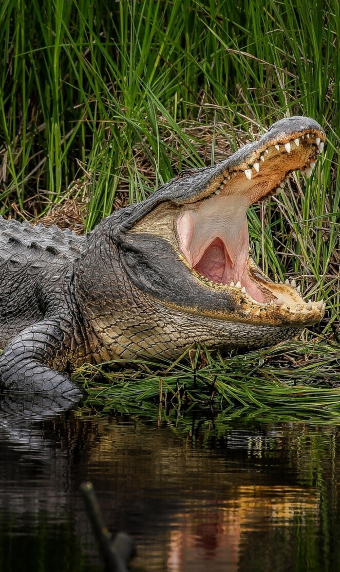Alligator