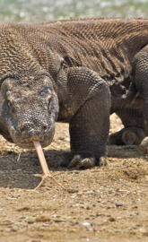 Komodo Dragon-2