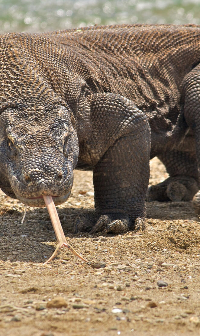 Komodo Dragon-2