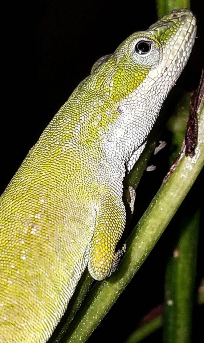 Carolina Anole