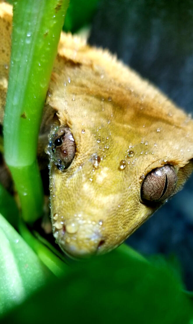 Peeping gecko
