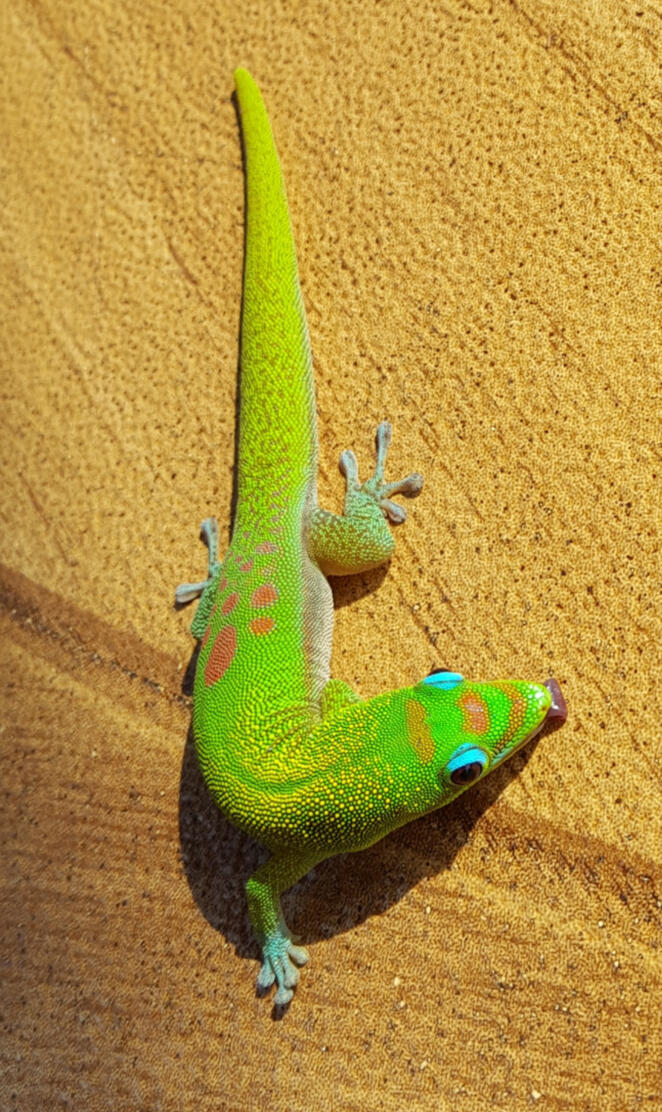 Hawaii gecko