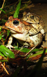 Frog reproduction
