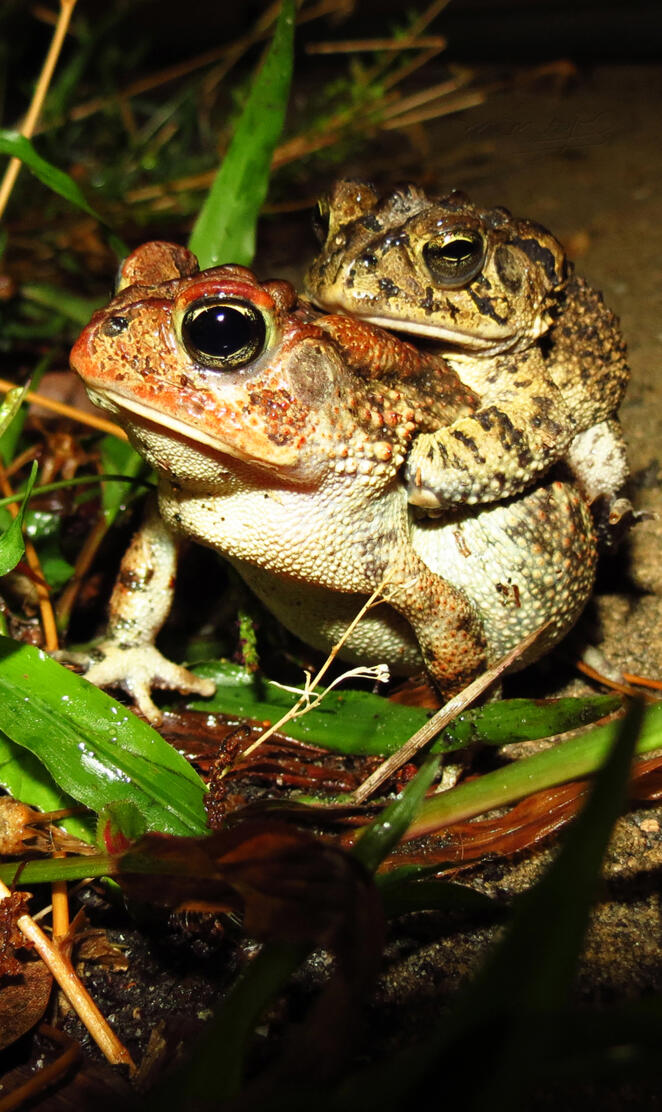 Frog reproduction