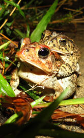 Frog reproduction