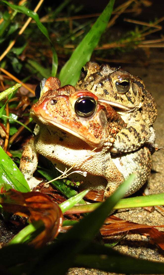 Frog reproduction