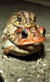Frog reproduction