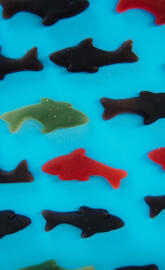 Gummy shark
