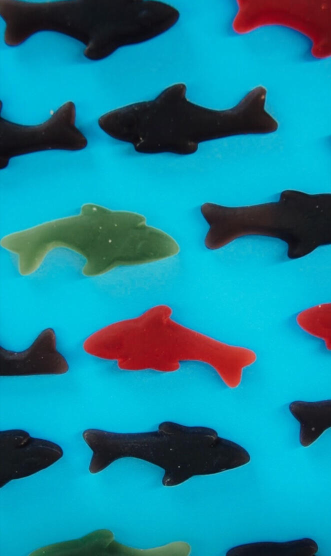 Gummy shark